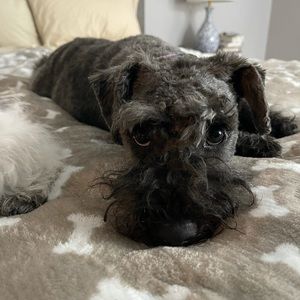 Buy my mom’s stuff so I can get some extra treats